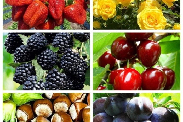 Саженцы новых крупноплодных сортов черешни и вишни опт и розница- фото № 2