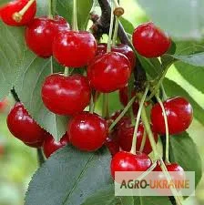 Саженцы вишен и черешен- фото № 2