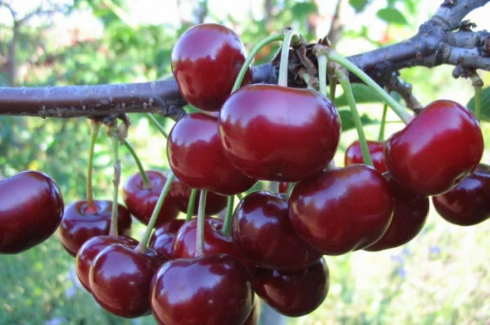 Саженцы вишен и черешен- фото № 3