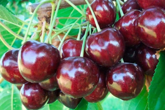 Саджанці Черешні "Крупноплідна" (дуже великі плоди)- фото № 1