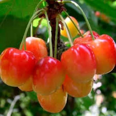 Набор саженцев черешни 3 шт, 2летних- фото № 1