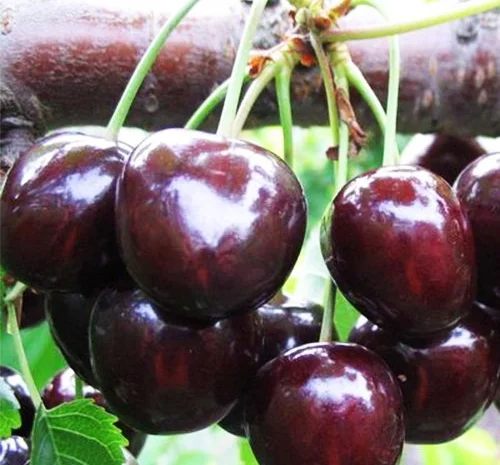 Продаю саженцы черешни, 4сорта, 2лет 1, 6 метра по 120гр- фото № 1