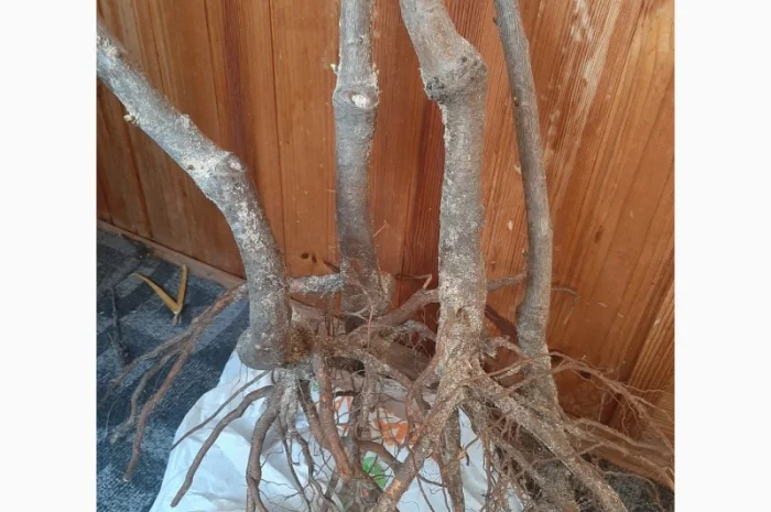 Продаю саженцы черешни, 4сорта, 2лет 1, 6 метра по 120гр- фото № 2