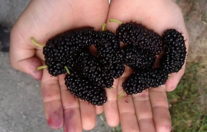 Шелковица черенки огромная: черная, розовая, белая дешево 10 грн- фото № 9