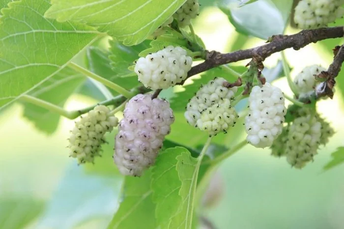 Шелковица черенки огромная: черная, розовая, белая дешево 10 грн- фото № 10