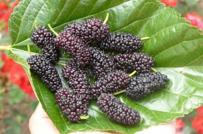 Шелковица черенки огромная: черная, розовая, белая дешево 10 грн- фото № 11