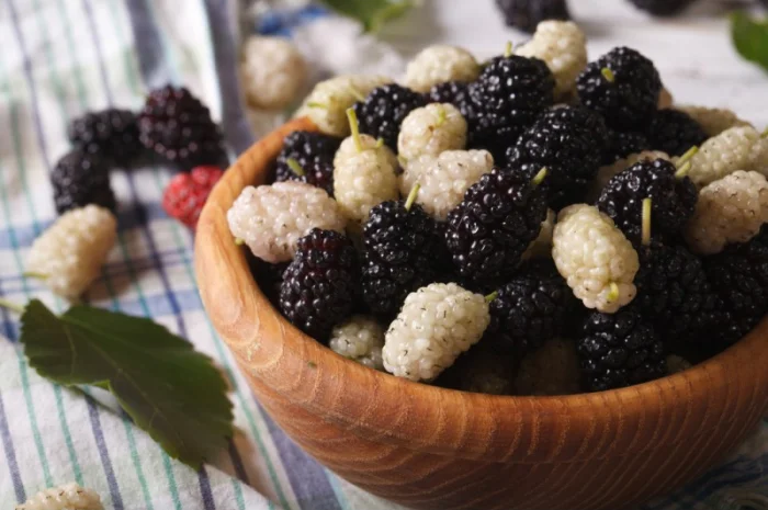 Шелковица черенки огромная: черная, розовая, белая дешево 10 грн- фото № 12