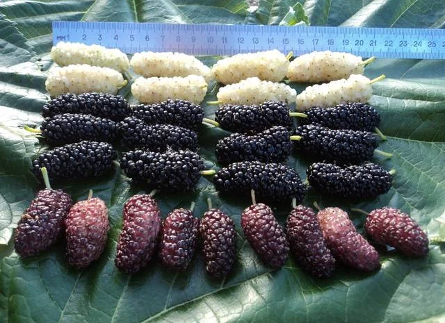 Шелковица черенки огромная: черная, розовая, белая дешево 10 грн- фото № 2