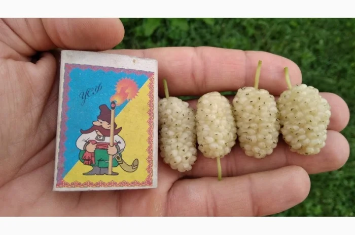 Шелковица черенки огромная: черная, розовая, белая дешево 10 грн- фото № 3