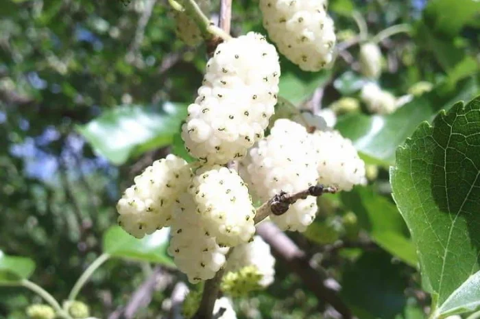 Шелковица черенки огромная: черная, розовая, белая дешево 10 грн- фото № 8