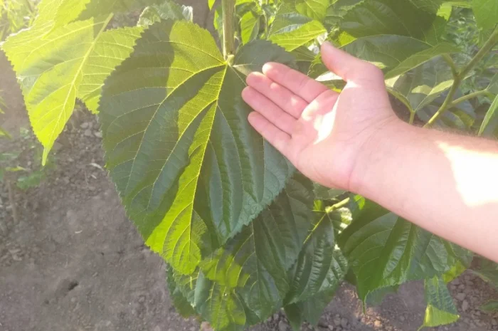 Привитые саженцы шелковицы Галиция, Белая Леди, Розовая, Шелли- фото № 1