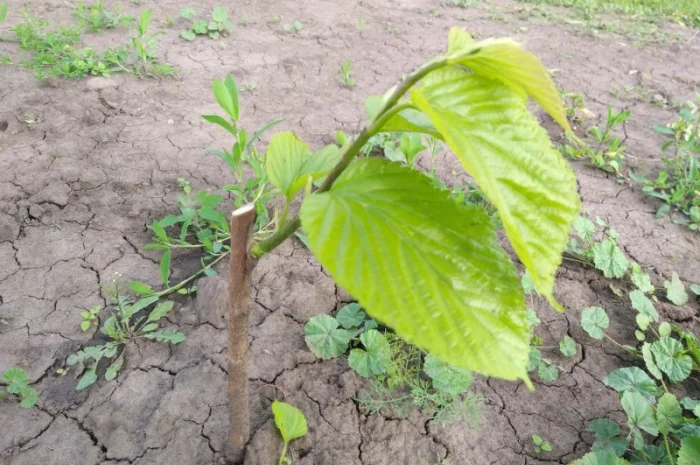 Привитые саженцы шелковицы Галиция, Белая Леди, Розовая, Шелли- фото № 4