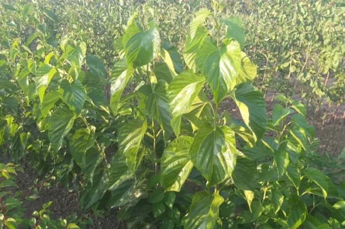 Саженцы шелковицы Галиция, Шелли, привитая- фото № 4