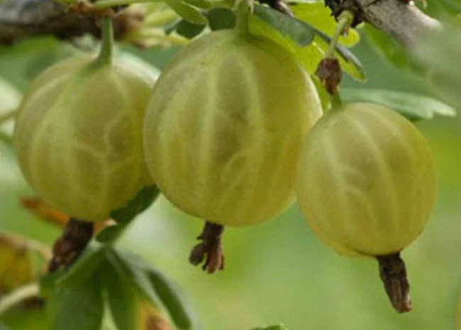 Саженцы крупноплодной шелковицы- фото № 3