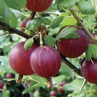 Саженцы крупноплодной шелковицы- фото № 4