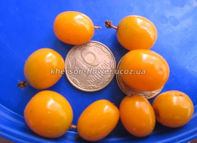 Саженцы крупноплодной шелковицы- фото № 9