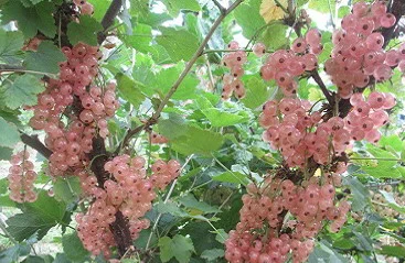 Саженцы крупноплодной шелковицы- фото № 10