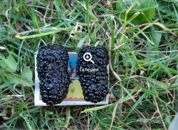 Саженцы шелковицы привитые, выбор сортов- фото № 1