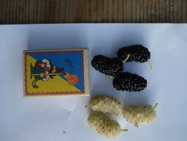 Саженцы шелковицы привитые, выбор сортов- фото № 2