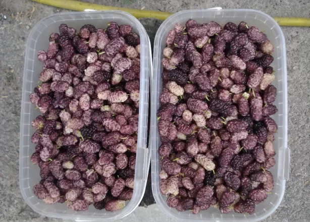 Саженцы шелковицы привитые, выбор сортов- фото № 6