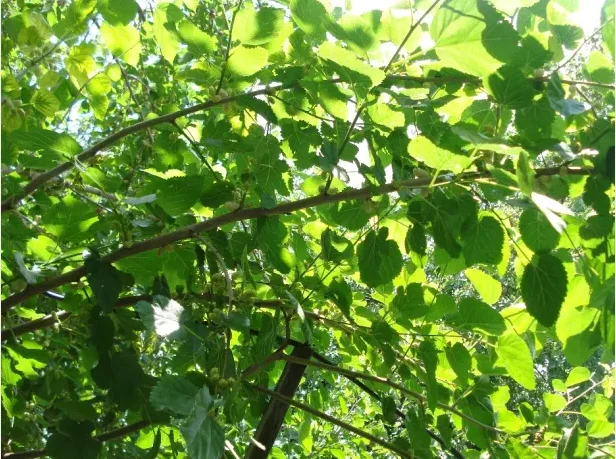 Саженцы шелковицы привитые, выбор сортов- фото № 7