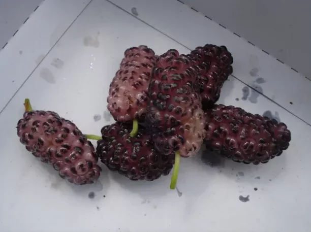 Саженцы шелковицы привитые, выбор сортов- фото № 8