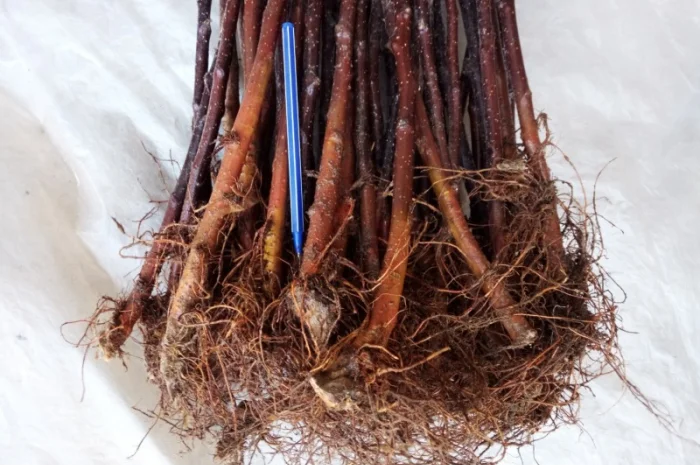 Підщепа для яблуні 54-118- фото № 1