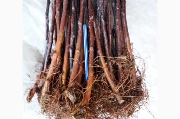 Підщепа для яблуні 54-118- фото № 2