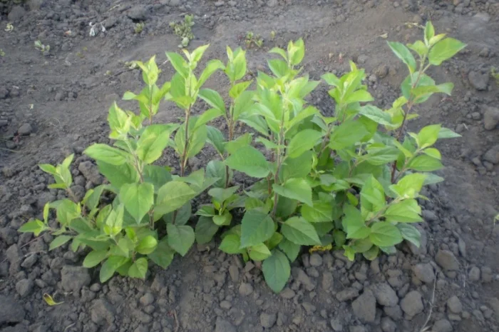 Подвой (підщепа) для яблуні ММ-106 на дорощування, літнє окулірув., зимове щеплення- фото № 1