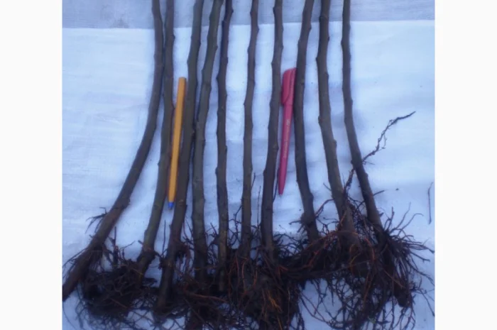 Подвой (підщепа) для яблуні ММ-106 на дорощування, літнє окулірув., зимове щеплення- фото № 3