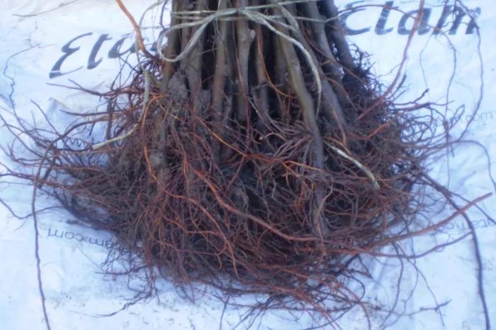Подвой (підщепа) для яблуні ММ-106 на дорощування, літнє окулірув., зимове щеплення- фото № 4