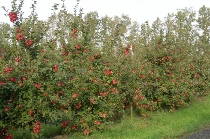 Саженцы яблони Рассавка и других сортов- фото № 1