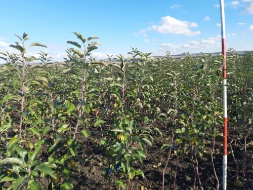 Продам саджанці яблуні сорту Гала Шніга Шніко- фото № 1