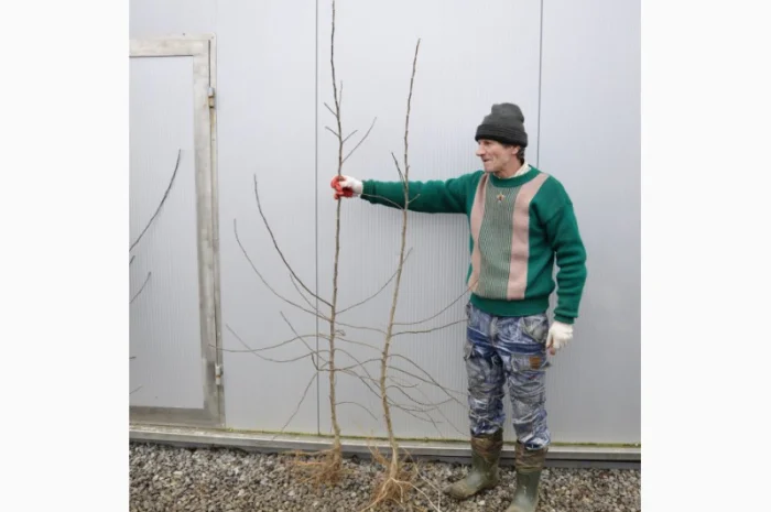 Саджанці яблунь з Польщі,  зимове щеплення- фото № 1