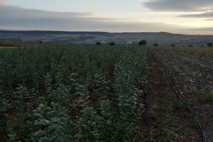 Продам подвой м9 т337- фото № 2