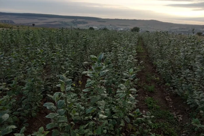 Продам подвой м9 т337- фото № 3