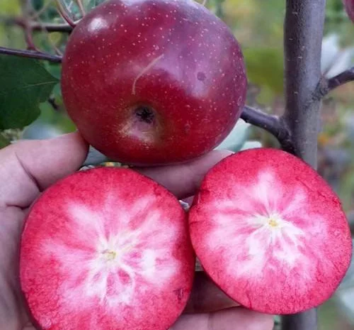 Яблуня "Бая Маріса" (з ароматом полуниці, червоном'яса)- фото № 1