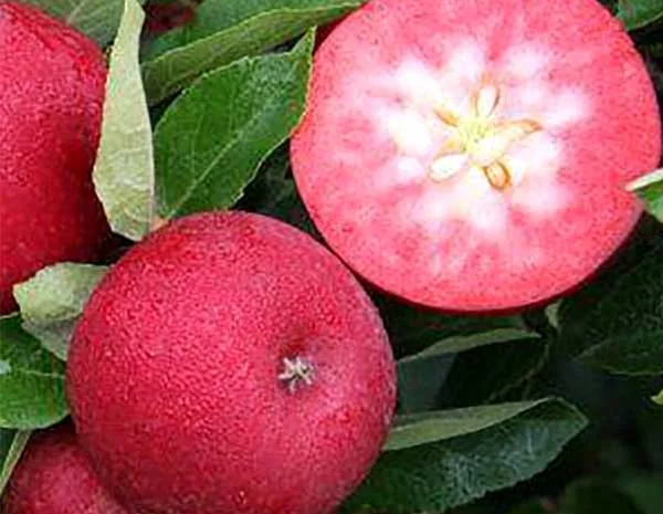 Яблуня "Бая Маріса" (з ароматом полуниці, червоном'яса)- фото № 2