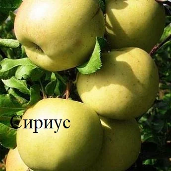 Саженцы Яблони Сириус 100гр, Орион 100гр и Опал 120гр (иммунные сорта)- фото № 2