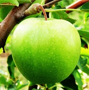 Саженцы яблонь- фото № 1