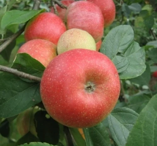 Аріва Імунний сорт- фото № 1