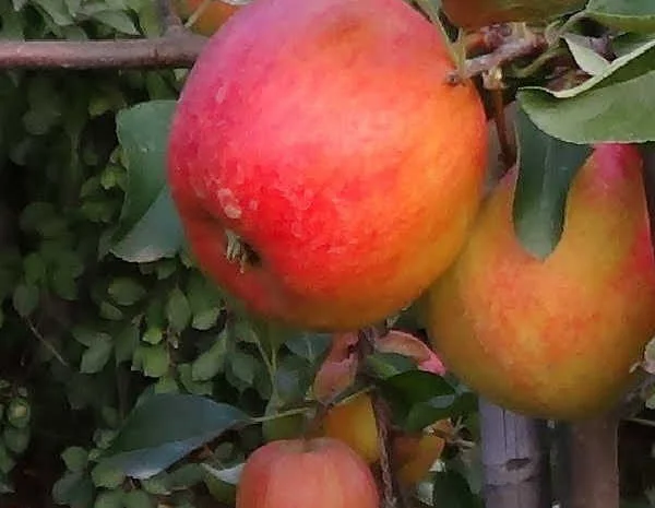 Аріва Імунний сорт- фото № 2