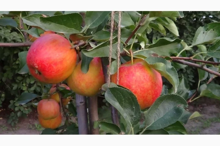 Аріва Імунний сорт- фото № 3