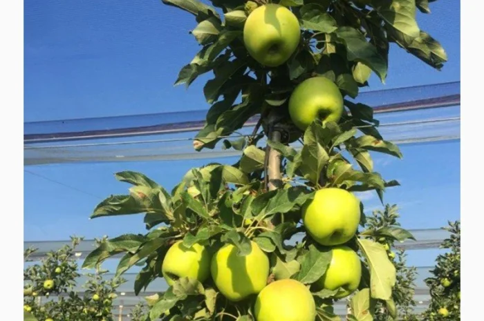 Продам саджанці яблуні Смеральда- фото № 3