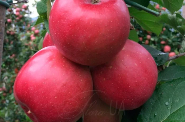 Продам саджанці яблуні Фуджі Фубракс- фото № 1