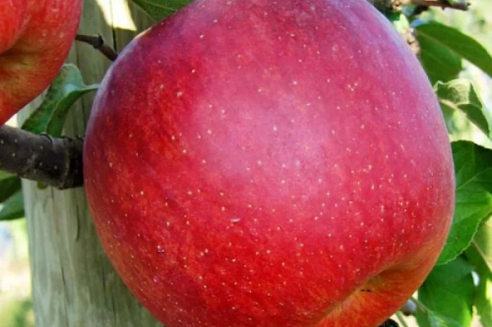 Продам саджанці яблуні Фуджі Фубракс- фото № 2