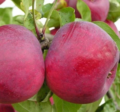 Продаємо саджанці яблуні на підщепі мм-106 та м9- фото № 1