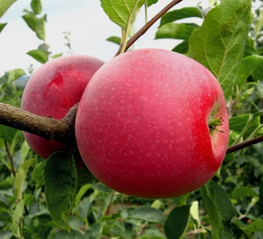 Продаємо саджанці яблуні на підщепі мм-106 та м9- фото № 2