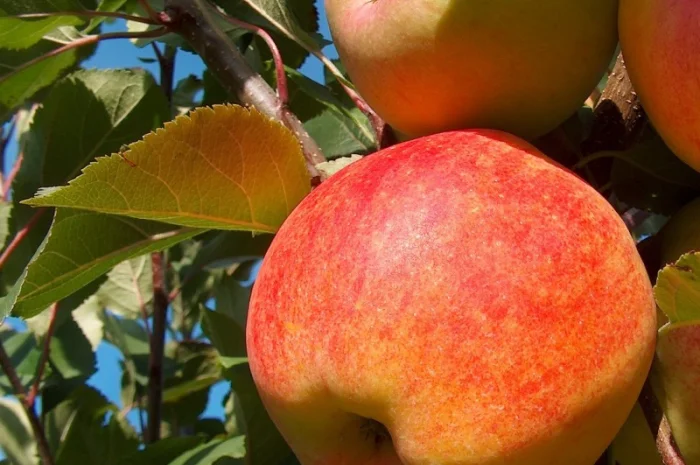 Продаємо саджанці яблуні на підщепі мм-106 та м9- фото № 3