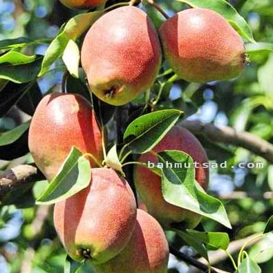 Продаємо саджанці яблуні на підщепі мм-106 та м9- фото № 4